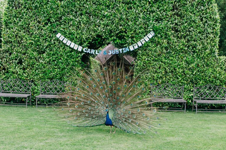 Peacock displaying at a wedding at the Larmer Tree Gardens