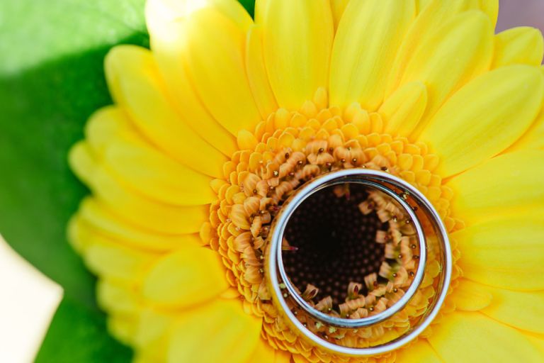weddings at the Old Vicarage christchurch an new forest - wedding rings on sunflower