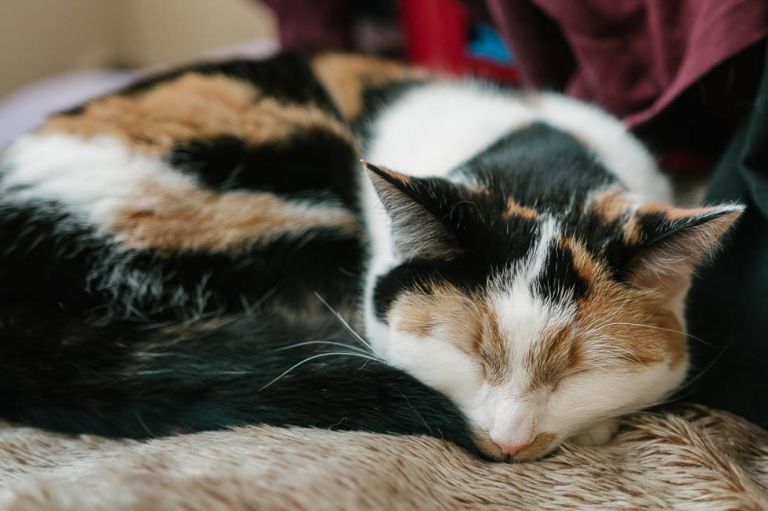 Sigma 18-35 ultimate aps-combination with sony a6300