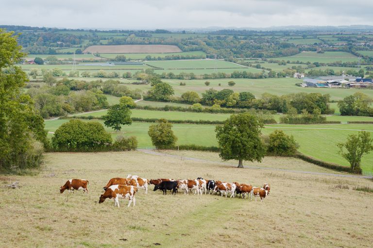 Rolling Somerset countryside and Mendip hills landscape view from Pennard Hill Farm